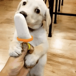 National Ice Cream Day Dog Licking GIF