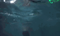 National Tequila Day Pool Party GIF