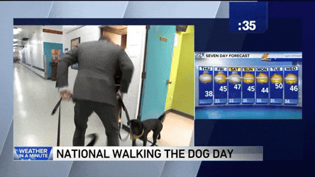 National Walking Dog Day GIF