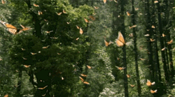 Natural Butterflies Flying  GIF