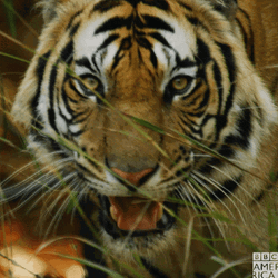 Nature Amazing Tiger