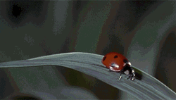 Nature Bouncing Lady Bug