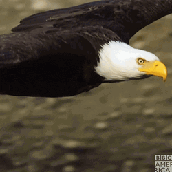 Nature Flying Bald Eagle GIF