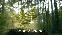 Nature Good Morning Forest