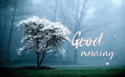 Nature Good Morning Snowy Tree GIF