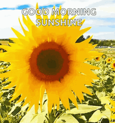 Nature Good Morning Sunflower