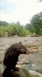 Nature Lover Rat Showering GIF