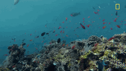 Nature's Ocean Fishes