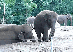 Naughty Baby Elephant Pushed By Mother GIF