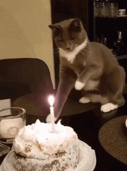 Naughty Cat Playing With Birthday Candles GIF