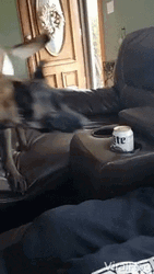 Naughty Dog Beer Can  GIF