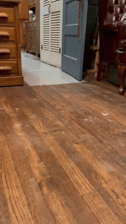 Naughty Duck High Speed Run Meme GIF