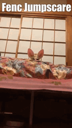 Naughty Little Fennec Fox Jump Scare GIF
