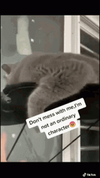 Naughty Mischievous Cat Making Biscuits GIF