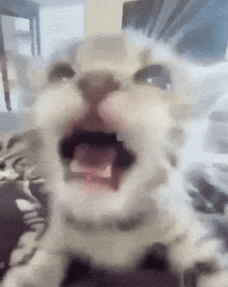 Near The Camera Screaming Cat Meme  GIF