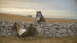 Neigh Deal With It Big Horse GIF
