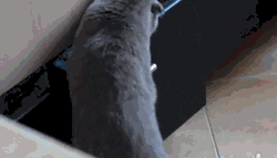 Neko Cabinet Snatch Caught On Cam GIF