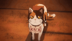 Neko Looking Up GIF