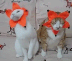 Neko Pair Dressed As Flowers GIF