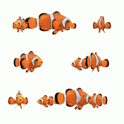Nemo Swimming Many Fish GIF
