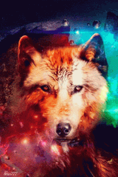 Neon Galaxy Front Face Fox GIF