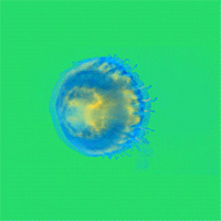 Neon Jellyfish Animation