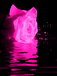 Neon Pink Rose