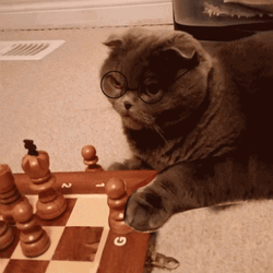 Nerdy Cat Making Chess Move GIF