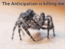 Nervous Anticipation Black Widow Spider Meme GIF