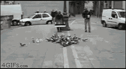 Net Trap Lots Of Pigeon GIF