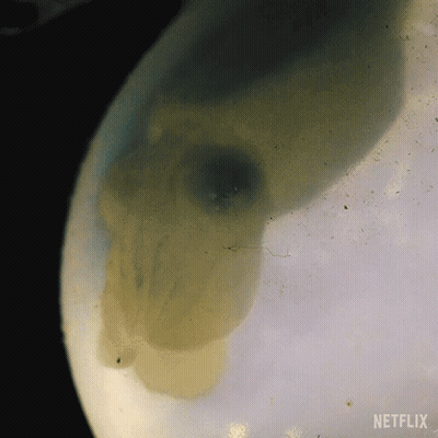 Netflix Logo GIF