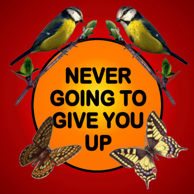 Never Going To Give You Up Sign With Birds And Butterflies GIF