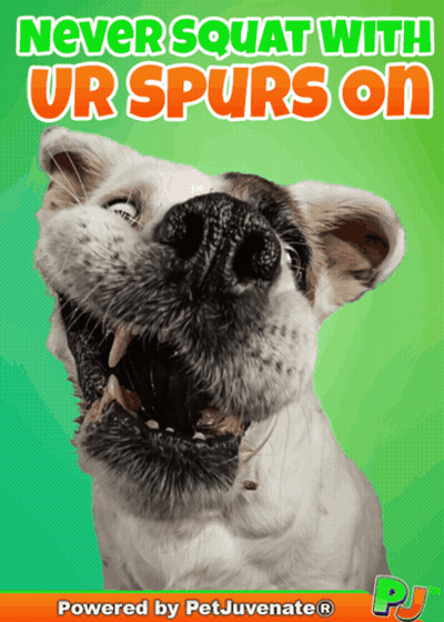 Never Squat With Spurs On Poster GIF