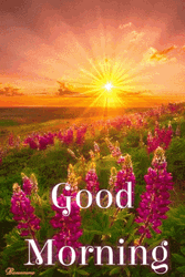 New Good Morning Beautiful Sunrise GIF