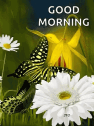 New Good Morning Grace Butterfly GIF