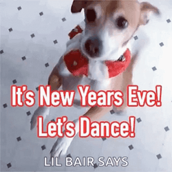 New Year's Eve Spinning Dog GIF