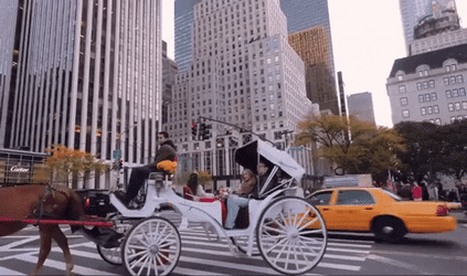 New York NYC Horse Carriage Rides GIF