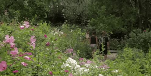 New York Swamp Rose GIF