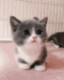 Newborn Cat Baby GIF