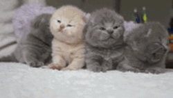 Newborn Kitties Ready For Picture Taking GIF