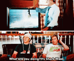 News On Shark Week GIF