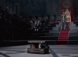 Newt Scamander Coming Out Suitcase GIF