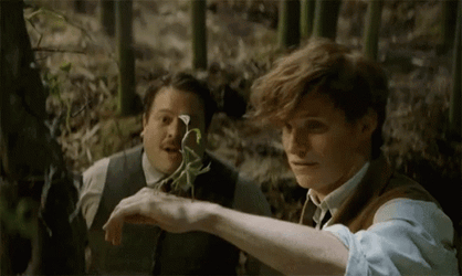 Newt Scamander Picking Up Pickett GIF