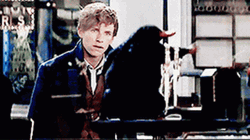 Newt Scamander With Teddy Niffer GIF