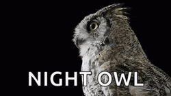 Night Owl Staring