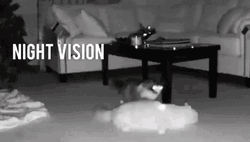 Night Vision Camera 2 Cats Caught Fighting GIF