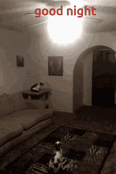 Nighty Night Goodnight Cats GIF