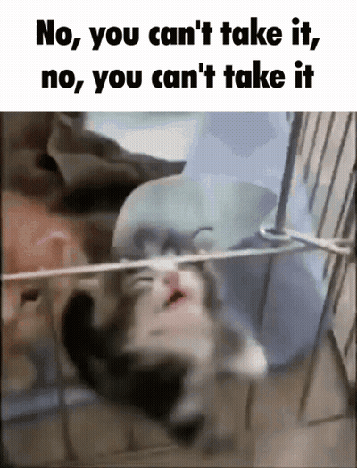 Nine Inch Nails Cat GIF