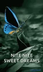 Nite Nite Sweet Dreams Fluttering Blue Butterfly GIF