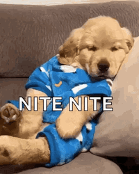 Nite Nite Yawning Golden Retriever Puppy GIF